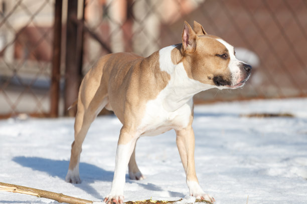 美国的一种斗牛犬图片下载