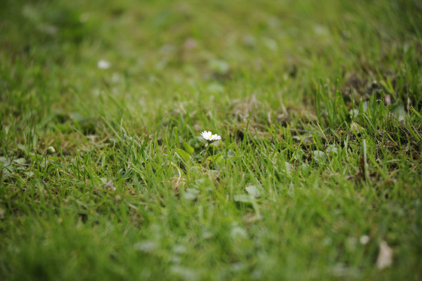 白色的花图片下载
