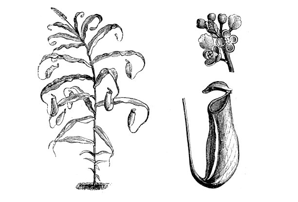 植物学植物古版画插图:猪笼草图片下载