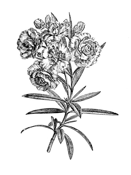 植物学古董雕刻插图：白色夹竹桃图片下载