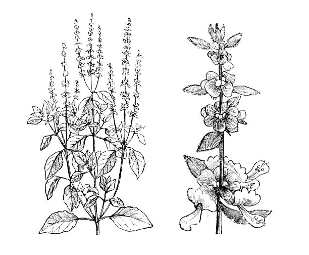 植物学植物仿古雕刻插图:罗勒、罗勒图片下载