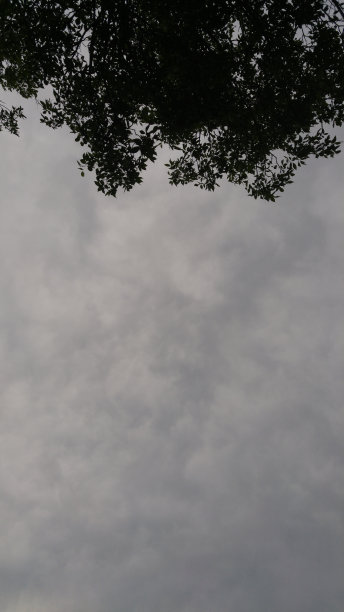 多云的天空和下面的树图片下载