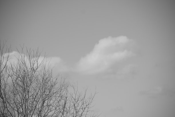 树头，云和天空图片下载