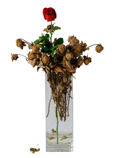 健康新鲜盛开的红玫瑰和其他干枯的红玫瑰在玻璃花瓶。图片下载