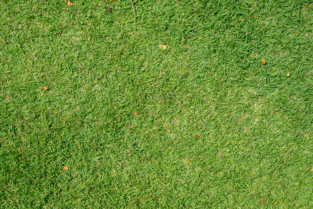 俯视图的绿色草地。纹理和背景图片下载