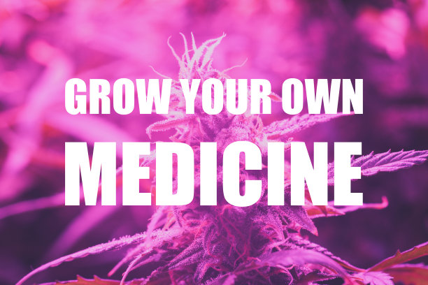 医用大麻种植在人造LED灯下照明人工。一个大芽大麻生长在粉红色的灯光下，带着复古的颜色，种植你自己的药物文本图片下载