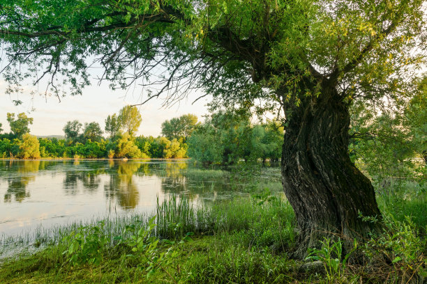 湖岸上的一棵老柳树。图片下载