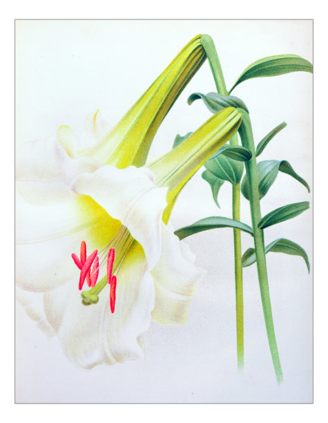 植物学植物古版画插图:百合花图片下载