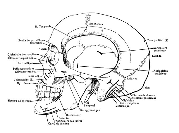 人类头骨，肌肉交叉图片下载