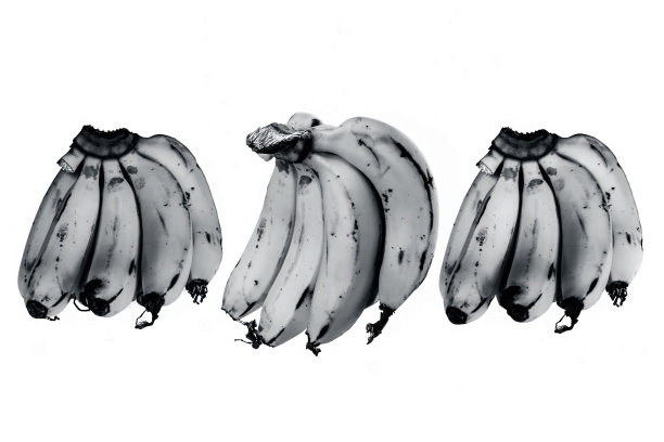 三个生香蕉被隔离在白色的表面上。香蕉是维生素、钙、矿物质和卡路里的良好来源。图片下载