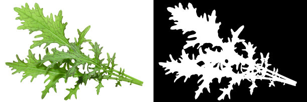 红色水花叶，俯视图图片下载