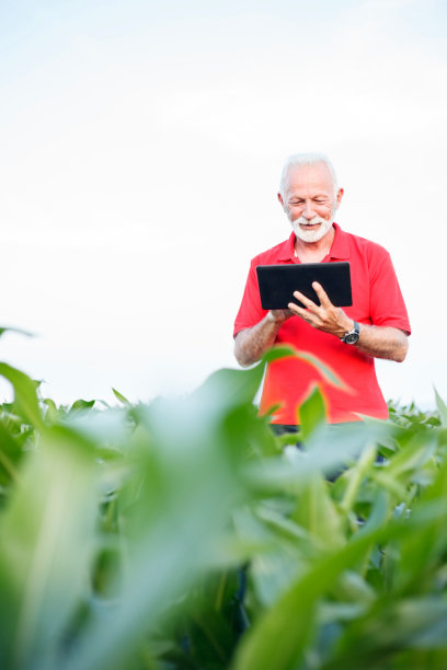 微笑的高级农学家或红衫农民在玉米地里使用药片图片下载