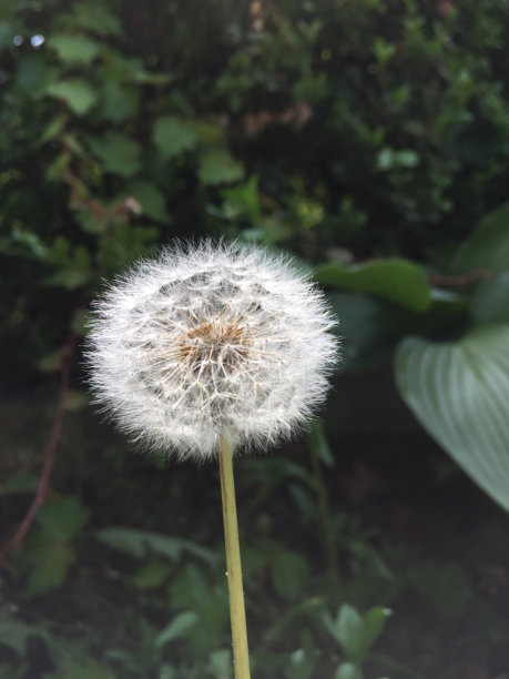 蒲公英2图片下载
