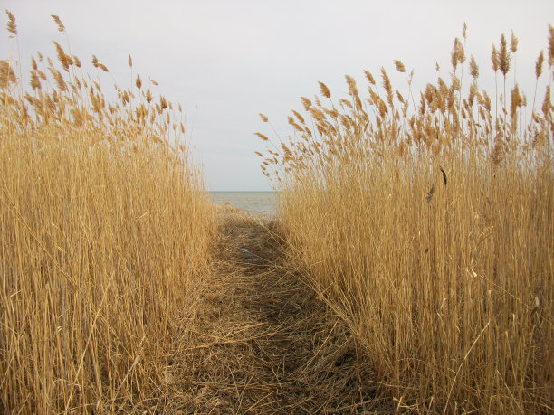通往湖泊的小路图片下载