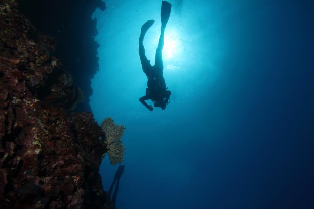 水肺潜水员蓝色背景热带珊瑚礁图片下载