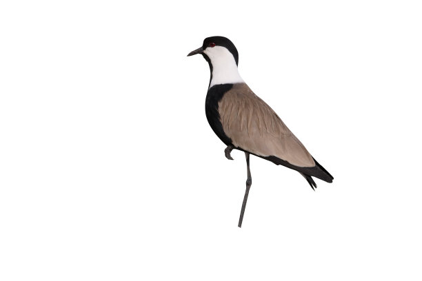 刺翅鸻图片下载