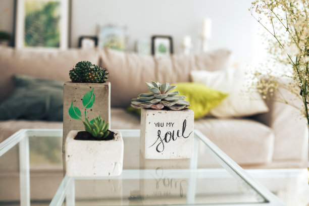 各种植物，仙人掌等在花盆里在客厅的桌子上。在城堡的后面有一个洗过的沙发和画图片下载