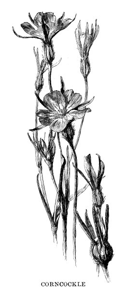 植物上的人图片下载