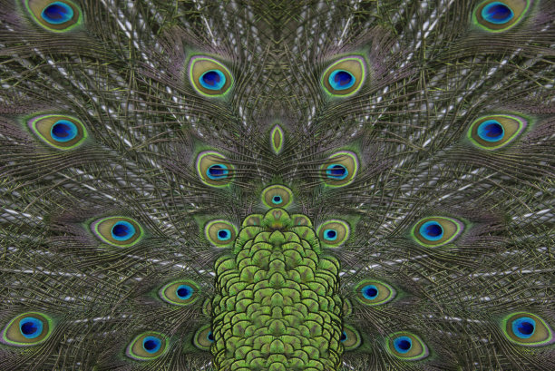 无缝图像制成的孔雀羽毛。图片下载