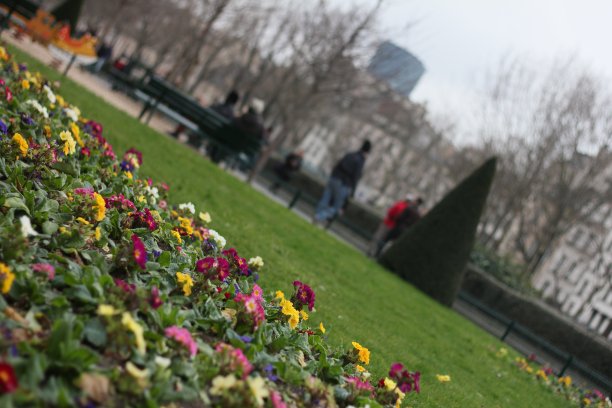 花园里的花图片下载
