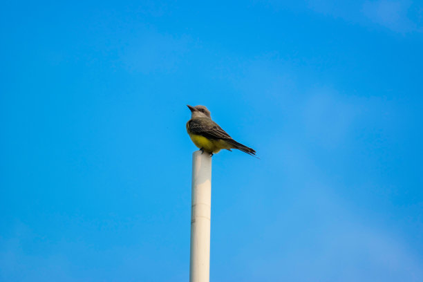 在上面图片下载