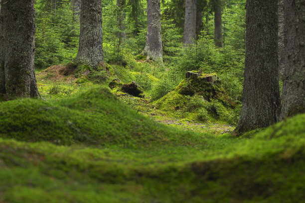 特兰西瓦尼亚西部喀尔巴阡的森林地面上覆盖着美丽的绿色苔藓图片下载