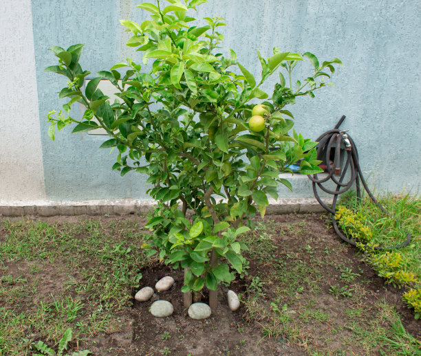 植物图片素材ID：319234632