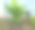 植物图片素材ID：319234632