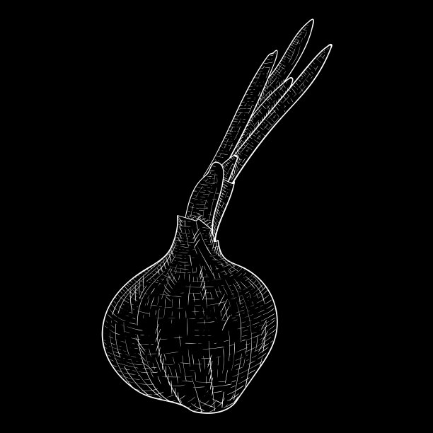 洋葱。手绘草图在黑色的背景图片下载