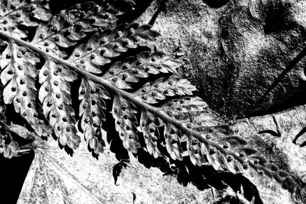 蕨类黑白宏图片下载