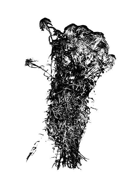 黑叶在水藓剪影孤立在白色背景上。图片下载