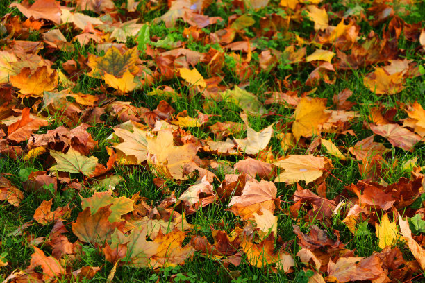 秋天的落叶图片下载