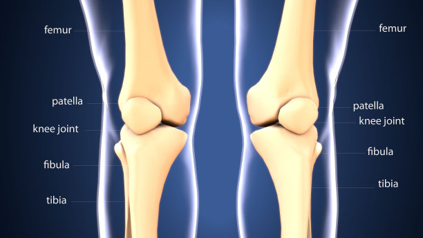 3d插图解剖膝关节骨和韧带|膝关节骨解剖…图片下载