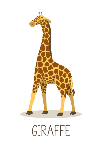 可爱的长颈鹿在白色的背景。图片下载