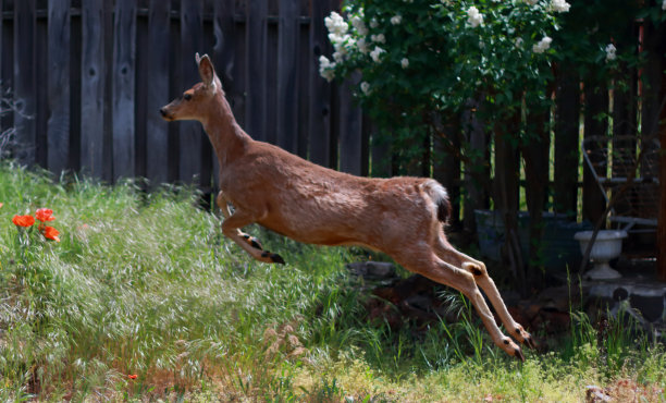 后院的鹿图片下载