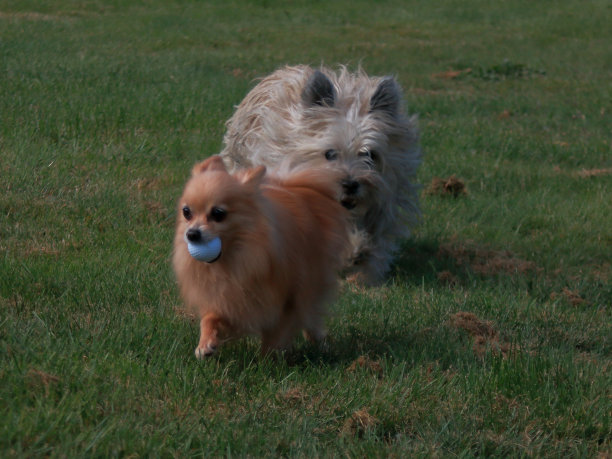 凯恩梗和博美犬在玩捡东西图片下载