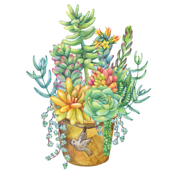 盆栽多肉植物花束：多肉植物合集，水彩手绘插图，白色背景素材图片