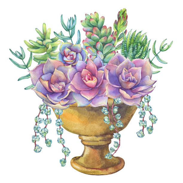 盆栽多肉植物花束水彩手绘插画素材图片