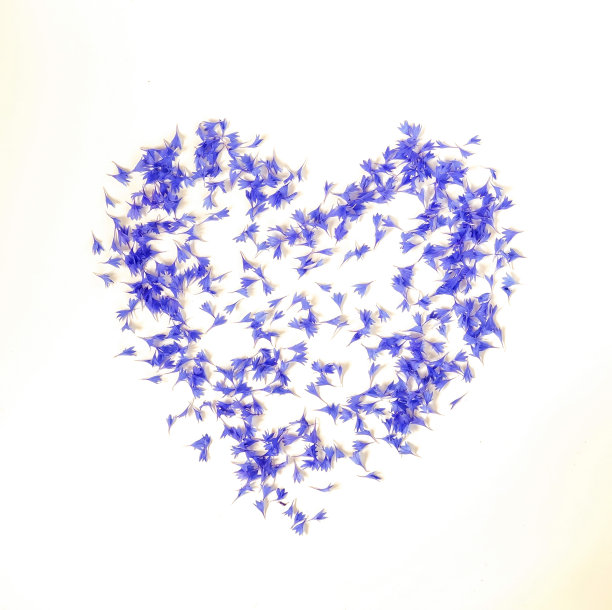鲜花的背景。白色背景上的蓝色矢车菊。副本的空间。俯视图图片下载