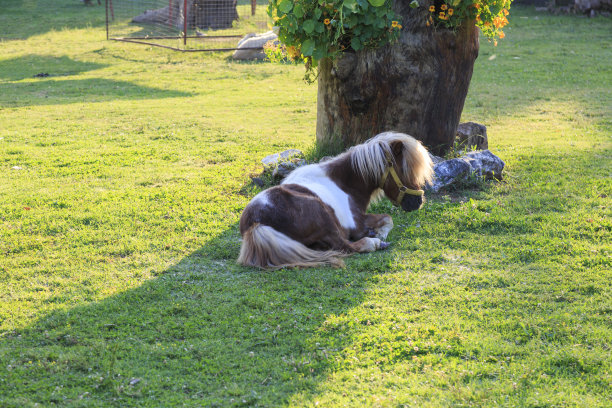 小马驹在绿色农场的树荫下图片下载