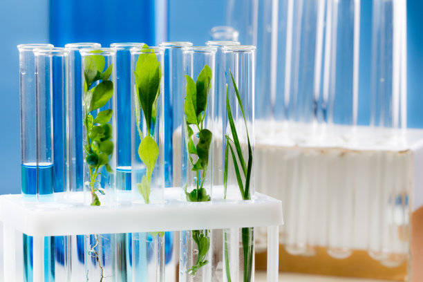 实验室里用蓝色的水浸泡在试管里的绿色新鲜植物。图片下载