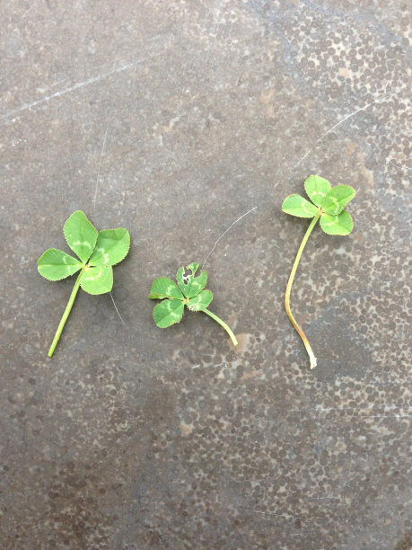 四叶草留好运符图片下载