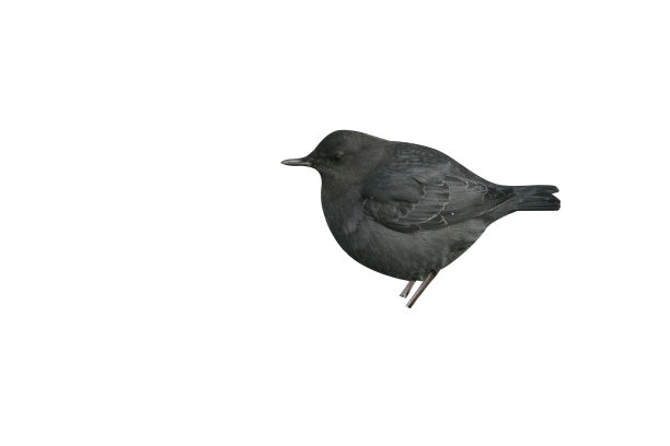 美洲北斗七星图片下载