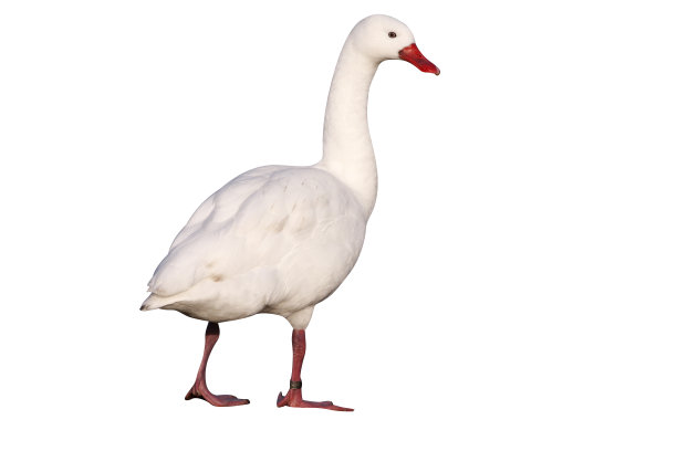 宇宙学天鹅，宇宙学图片下载