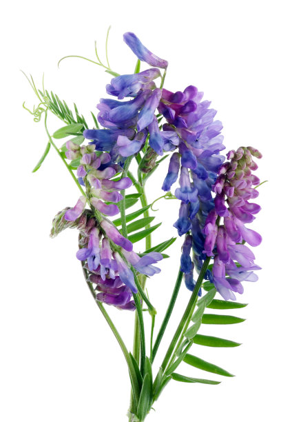 灌木野豌豆(野豌豆属)，野蓝色和洋红色草甸花，生长于未栽培的豌豆科植物中。图片下载