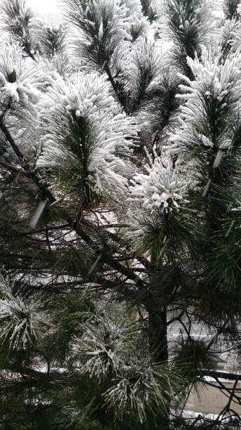 最后一场雪落在松针上图片下载