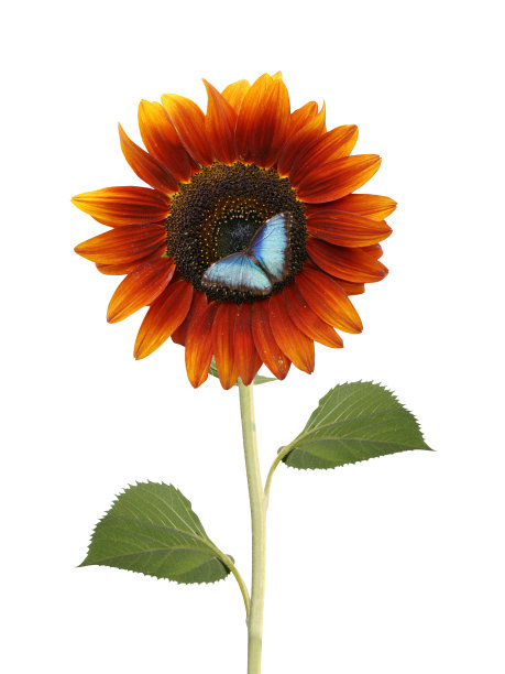 红色的向日葵和蓝色的蝴蝶图片下载