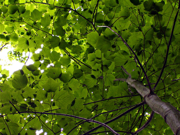 叶子下图片下载