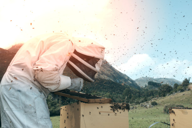 与蜂箱一起工作的养蜂人图片下载