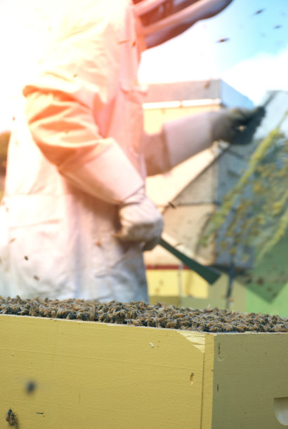 与蜂箱一起工作的养蜂人图片下载